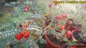 Beautiful winter flowers in flower show especially clianthus plant