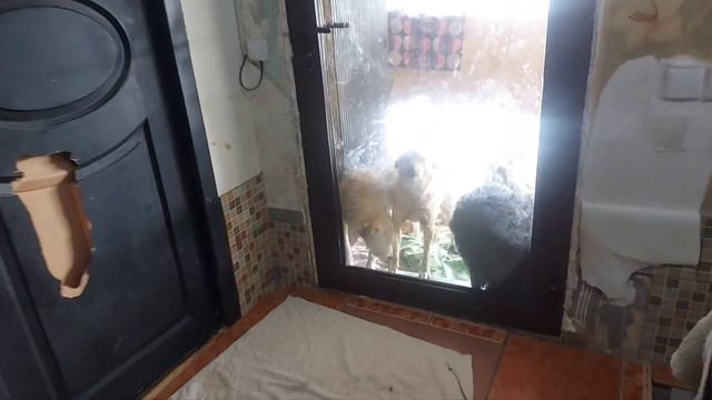 В приюте гости! #dogsshelter  #animalshelter  #приютдлясобак