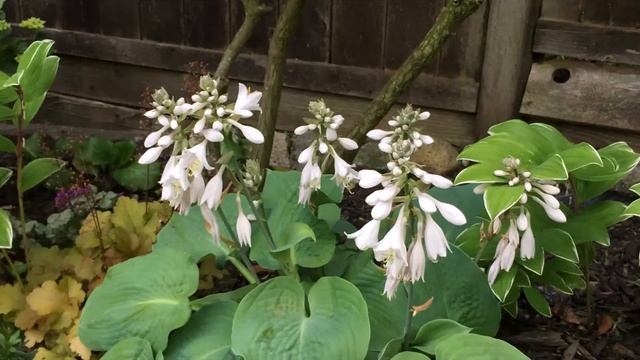 Hosta - "Elegans" "Guacamole" & More In Blooms July/August смотреть онлайн