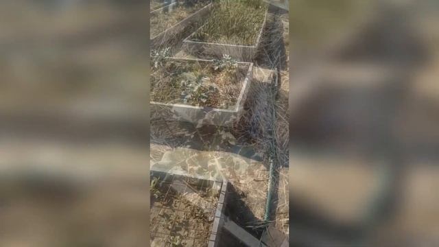 Капуста после реанимации от весенних заморозков смотреть онлайн