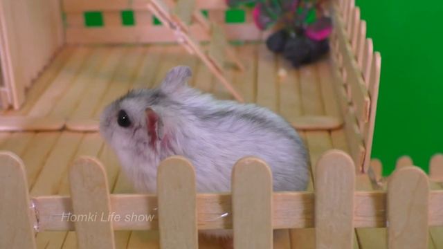 Хомяк Буся Хозяйничает в Домике. Видео с Хомяками. смотреть онлайн