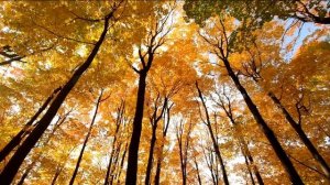 Очень красивая успокаивающая музыка и прекрасные осенние пейзажи.