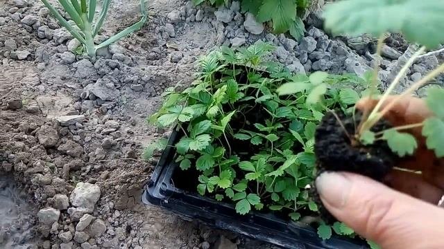 Рассаду земляники высаживаем в грунт.