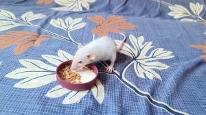 КРЫСЕНОК ДАБЛ-РЕКС ОБРОС ШЕРСТКОЙ И ПОМЕНЯЛ ЦВЕТ