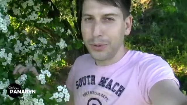 #глед #боярышник Лекарственно растение Боярышник Глёд - цветение боярышника - болезни сердца