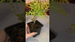 Туи Даника в р9, 2 шт, часть 2