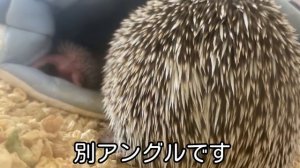 ハリネズミの赤ちゃん。出産２日目かわいい鳴き声　小鳥のような感じ