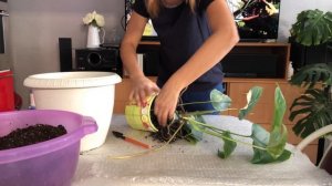 МОНСТЕРА АЛЬБА ВАРИЕГАТНАЯ ПЕРЕСАДКА И УХОД