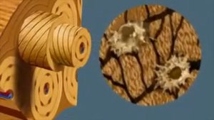 Строение кости