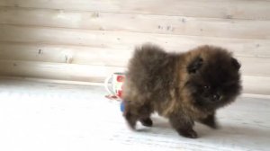 Мини щенок померанский шпиц РЕДКОГО ОКРАСА)