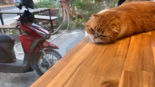 САМЫЕ КРАСИВЫЕ ПОРОДЫ КОШЕК. ПХУКЕТ 2020. смотреть онлайн