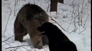 Охота на медведя зимой