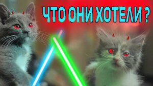 ЧТО ДЕЛИЛИ КОТИКИ ?