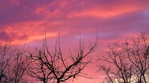 клип HOME BLACK CAT закат последний вечер января 2022.mp4