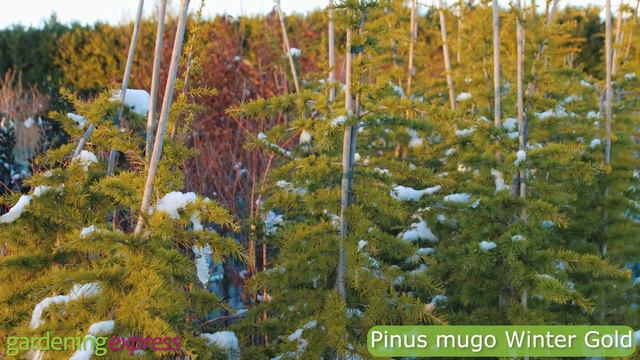 Plants and Shrubs to Keep Your Garden Evergreen this Winter смотреть онлайн