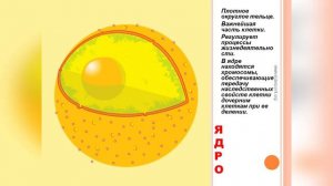 SEX - ДЕВиации у гоминид