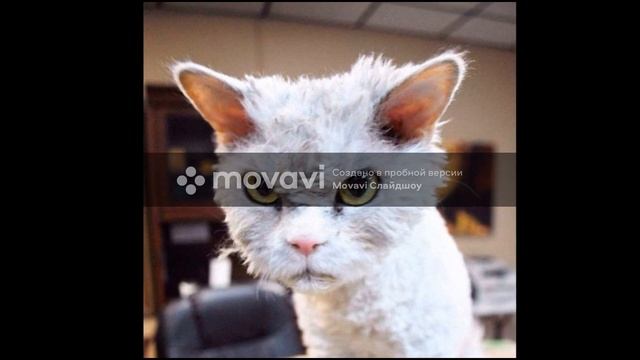 мой котик смотреть онлайн