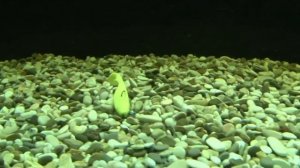 Плавающая силиконовая приманка Manns