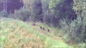 Мишка косолапый по лесу идет, шишки собирает, песенки поет ...