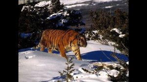 Уссурийский Тигр