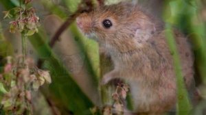 О мышах для детей