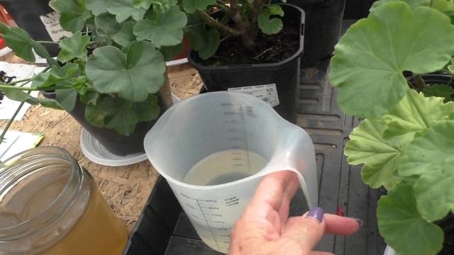 Мои фиторецепты. Рецепт №1 - подкормка цветов  кожурой банана