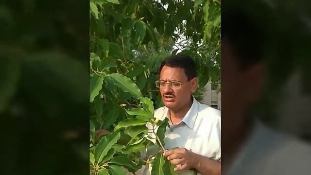 Golden champa , Magnolia champaca,Champa flowers blossoms смотреть онлайн