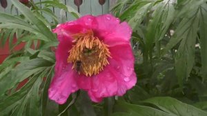 Пион лесной  !