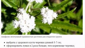 Анафалис. посадка и уход в открытом грунте.