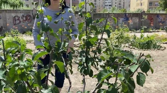 Летняя санитарная обрезка деревьев