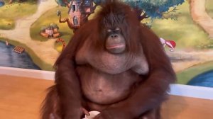 WOW!!amazing orangutan drinking coffe..(RAMBO)