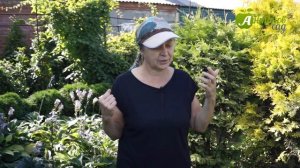 Какие хвойные растут в Сибири