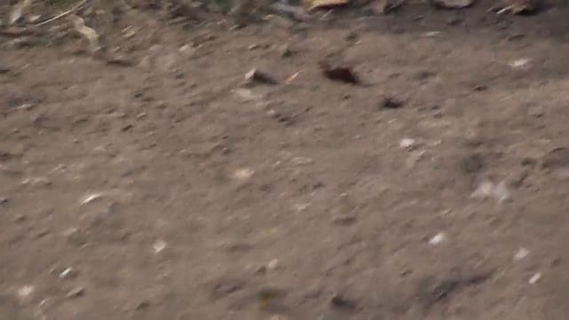 Продолжение праздника и просмотр голубей в ураганный ветер.28.10.18. смотреть онлайн