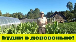 Такой вот расслабленный деревенский  денек...!