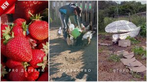 🌞Лето в деревне 🍓 Сбор урожая 🐔 Ванны для кур  Ураган и его последствия