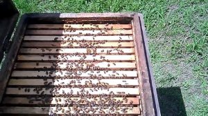 Отзыв пчеловода о матках карпатской породы