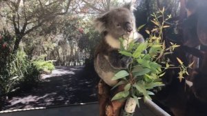 Koala Bear and Baby Penguins at Caversham Park in Perth, Australia.