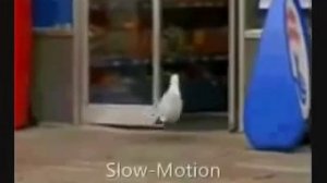 Чайка ворует из магазина )