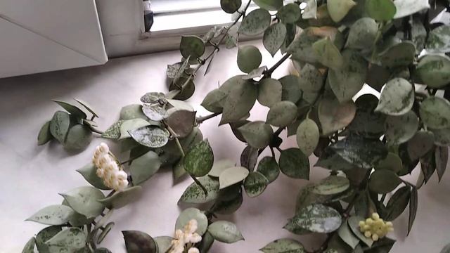 Хойи Светлана и Лакуноза эскимо сильвер смотреть онлайн