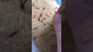 Обзор. Омулёвые мухи(старые). Байкал. Бурятия. Сибирь.