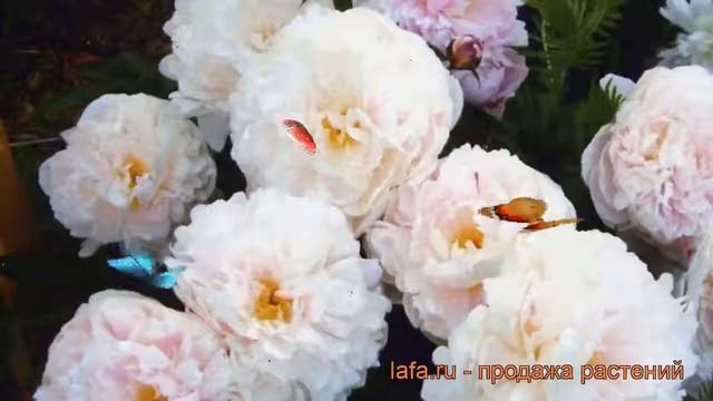 Пион травянистый Леди Александра Дафф ? обзор: как сажать, рассада пиона Леди Александра Дафф смотреть онлайн