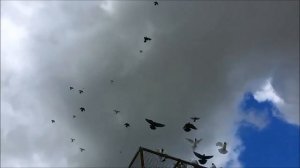 Кавминводские Головатые Щекатые бойные голуби.Kavminvodsky Pigeons(М. Азарянсков , Ст. Кривянской )