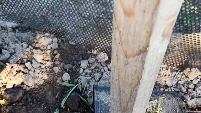 как я размножил и чем лечил редкий сорт шелковицы смотреть онлайн