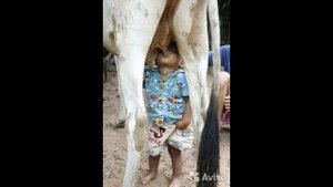 О лечебных свойствах козьего парного молока