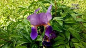 Сборник музыки Сергея Аверьянова.