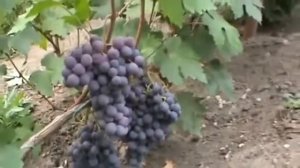 Виноград Ред Глоуб Red Globe