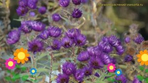Астра новоанглийская Марина Волконская. Краткий обзор, описание aster novae-angliae Marina Wolkonsk