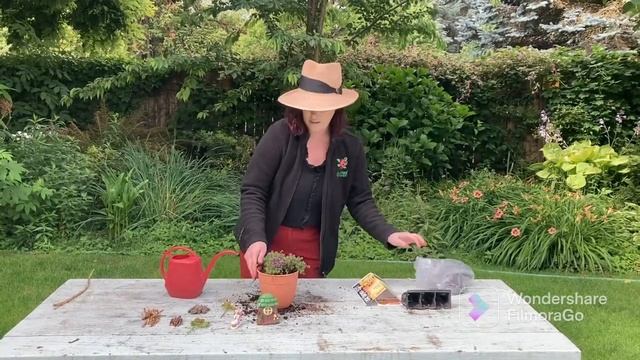 Little Sprouts Fairy Garden смотреть онлайн