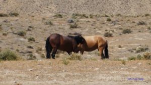 Голос пустыни