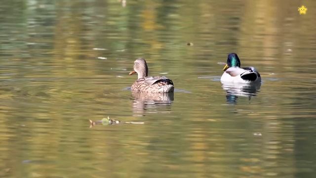 Учим звуки животных по системе Монтессори Как говорят животные для детей смотреть онлайн